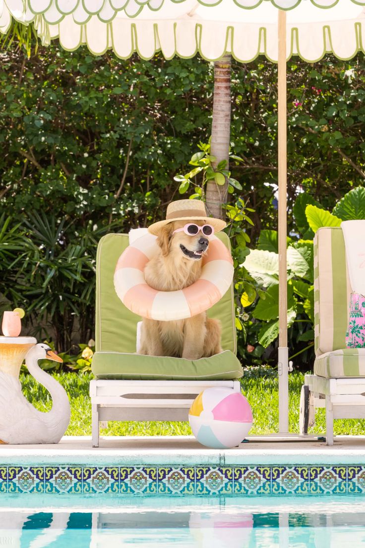 The Ultimate Guide to Traveling with Your Dog