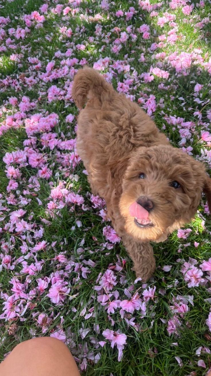 The Ultimate Guide to Welcoming Home a New Puppy
